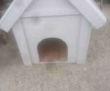dog house