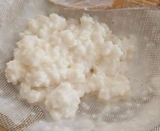 Kefir grains