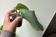 Philodendron Silver Sword