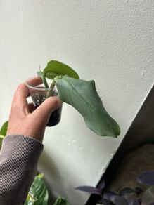 Philodendron Silver Sword