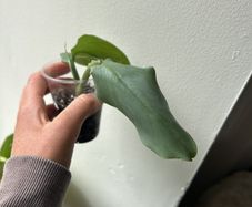 Philodendron Silver Sword