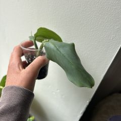 Philodendron Silver Sword