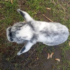 bunnies