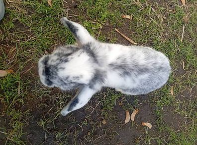 bunnies