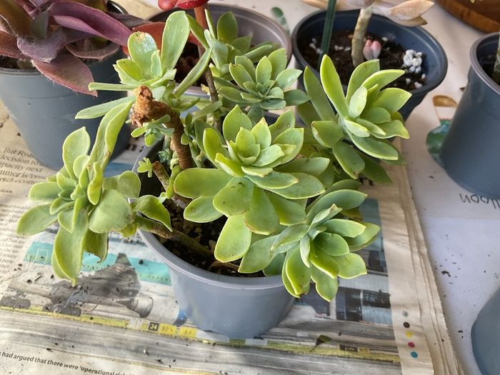 plant &trees succulent