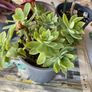 plant &trees succulent Image 2