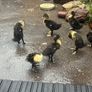 Ducklings Image 2