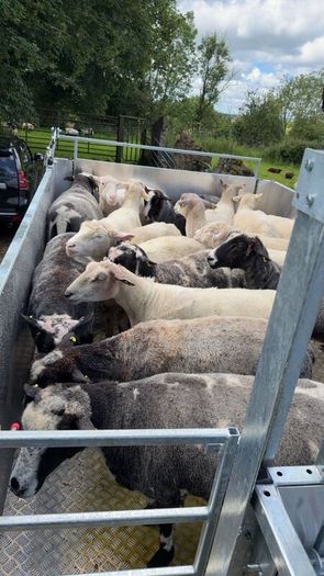 Mobile cage dipping
