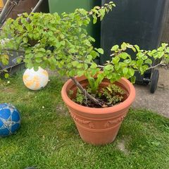 Plant