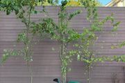 Cercidiphyllum japonicum (Katsura Tree)