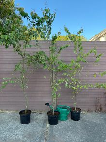 Cercidiphyllum japonicum (Katsura Tree)