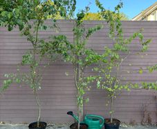 Cercidiphyllum japonicum (Katsura Tree)