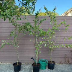 Cercidiphyllum japonicum (Katsura Tree)