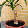 Yucca Indoor Plant Image 3