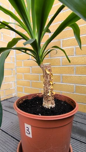 Yucca Indoor Plant