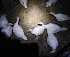 turkeys