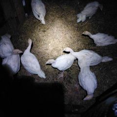 turkeys