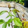 Rose Plant Image 3