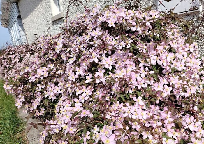 Clematis "Montana Rubens" Plant