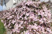 Clematis "Montana Rubens" Plant