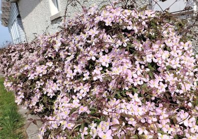 Clematis "Montana Rubens" Plant