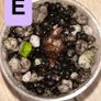Mystery corms ( read description) Image 5