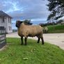 Rams Image 10