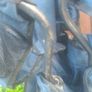 Camping Chairs Image 3