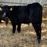 Aberdeen Angus Bulls Image 3