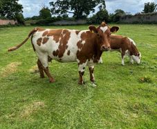 Cow and calf