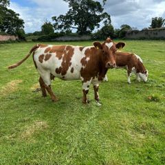 Cow and calf