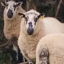 Brockie rams Image 3