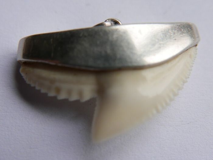 Vintage Sterling Silver Mounted Sharks Tooth Pendant