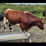 Pedigree Shorthorn Heifers Image 2