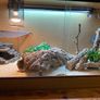 4 ft Habistat Reptile Vivarium and accessories Image 5