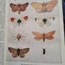 The Modern University Encyclopaedia  1957 LARGE VOLUME BOOK. Image 10