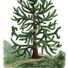 monkey12tree