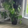 Monster plant Image 2