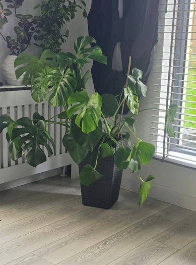 Monster plant