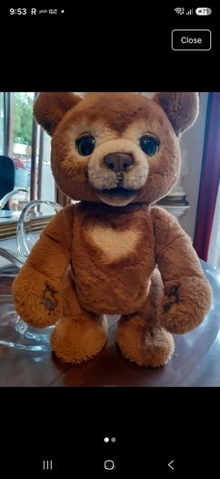 Cubby the curious bear