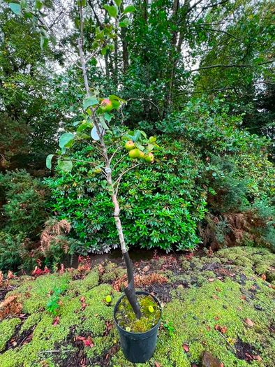apple plants
