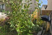 Plant. Goat willow