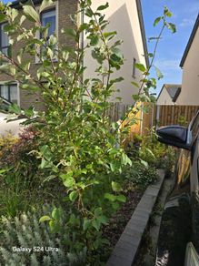 Goat willow