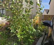 Goat willow