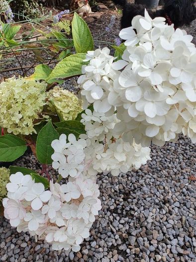 Hydrangeas