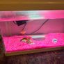 White fish tank Image 4