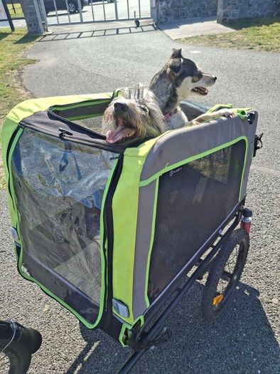 dog trailer
