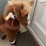 Small pony cycle Image 2