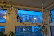 Satin Pothon incl. Hanging Basket and Pot