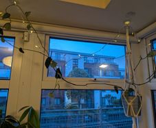 Satin Pothon incl. Hanging Basket and Pot